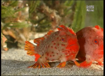 Red Handfish ,Thymichthys politus,